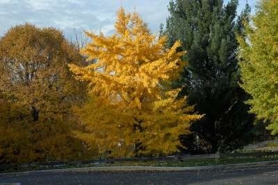 Ginkgo biloba, 12/14 Draadkluit, Japanse notenboom