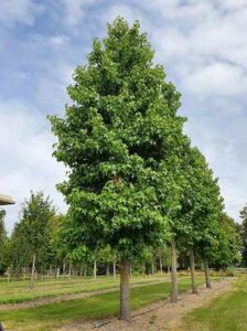 Liquidambar styraciflua, 18/20 Draadkluit Amberboom