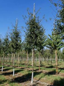 Malus 'Brouwers Beauty', 10/12 Draadkluit, Gele sierappel