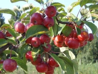 Malus 'Red Sentinel', 10/12 Draadkluit, Sierappel, HOOGSTAM