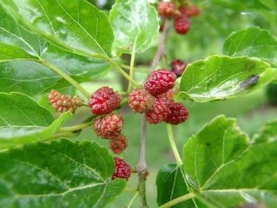 Morus alba, 10/12 Draadkluit, Witte moerbei, HOOGSTAM