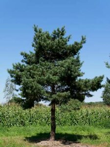 Pinus sylvestris, 10/12 Draadkluit, Grove den