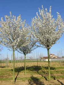 Prunus 'Umineko', 10/12, Draadkluit, Japanse sierkers