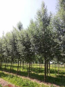 Salix alba 'Belders', 10/12, Blote wortel, Schietwilg