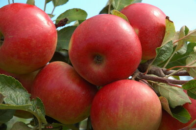 Malus 'Elstar', 10/12 Draadkluit