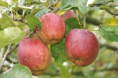 Malus 'Belle de Boskoop', 14/16, Draadkluit