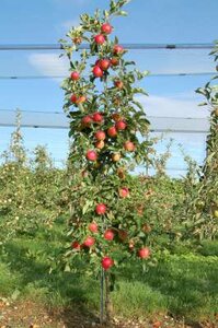 Malus 'Red Obelisk', 10/12 , draadkluit