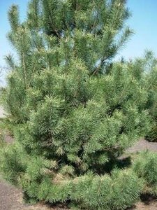 Pinus sylvestris, 250/300, struik, Draadkluit, Grove den