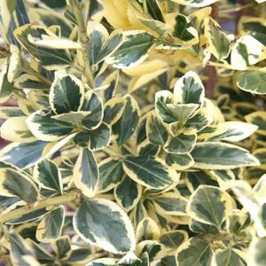 Euonymus jap. 'Bravo', 20-25 2L Kardinaalshoed