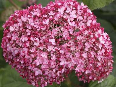 Hydrangea arbor. 'Ruby Annabelle', 3L, Hortensia