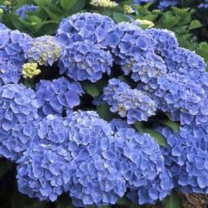 Hydrangea macro. 'Bodensee',  25-30 3LL, Hortensia