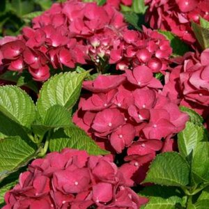 Hydrangea macro. 'Red Baron', 25-30 3L Hortensia (Sch. Bautznerin)