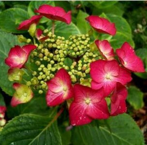 Hydrangea macro. 'Rotkehlchen', 25-30 3L, Hortensia