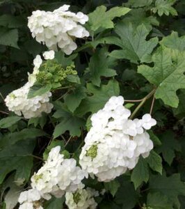 Hydrangea querc. 'Burgundy', 25-30 3L, Eikelbladhortensia