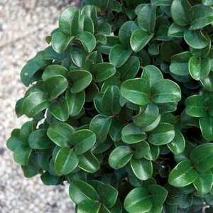 Ligustrum jap. 'Rotundifolium', 25-30 2L,  Japanse liguster