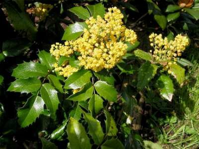 Mahonia aquifolium, 20-25 2L, druifstruik