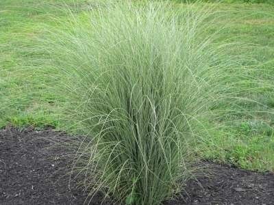 Miscanthus sin. 'Morning Light' 3L, Chinees riet