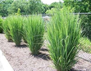 Panicum virg. 'North Wind' 3L, Vingergras