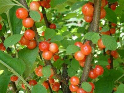 Prunus tomentosa, 30-40 3L, Amandelboompje