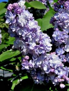 Syringa vulg. 'Michel Buchner', 30-40 3L Sering