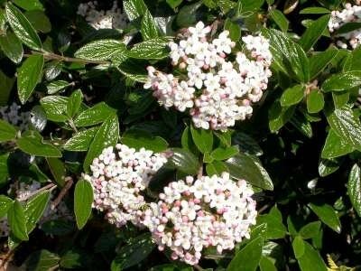 Viburnum burkwoodii, 40-50 3L, Sneeuwbal