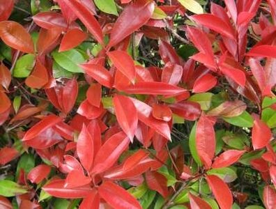 Photinia fras. 'Red Robin', 80-100 10L, Glansmispel