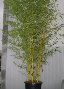 Phyllostachys aureos. 'Aureocaulis', Bamboe 10L 125/150