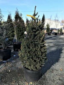 Picea abies 'Cupressina', 50-60 7.5L, Fijnspar