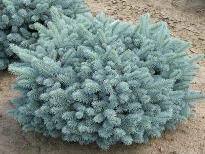 Picea pungens 'Glauca Globosa', 40/50 7.5L, Blauwspar