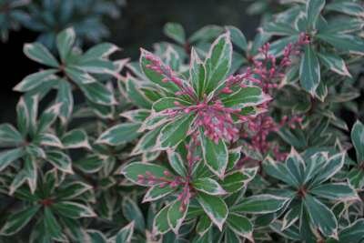 Pieris jap. 'Little Heath', 40-50 7.5L, Lavendelheide