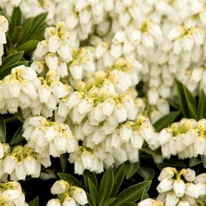 Pieris jap. 'Prelude', 30-40 7.5L, Rotsheide