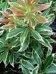 Pieris jap. 'Variegata', 30-40 7.5L