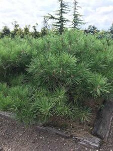 Pinus dens. 'Umbraculifera', 25-30 5L