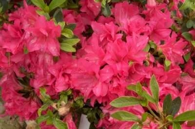 Azalea jap. 'Blaauw's Pink', 40-50 7.5L (=Rhododendron)