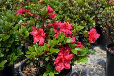 Azalea jap. 'Vuyk's Scarlet', 40-50 10L (=Rhododendron)