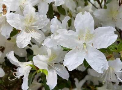 Azalea jap. 'White Lady', 40-50 10L (=Rhododendron)