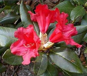 Rhododendron 'Baden- Baden', 40-50 7.5L, Dwerg Rhododendron