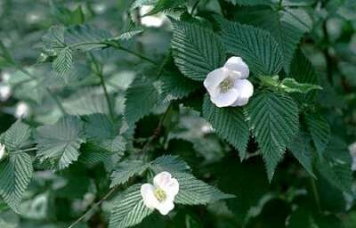 Rhodotypos scandens, 7.5L, Kaimastruik