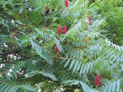 Rhus typhina, 50-60 5L Fluweelboom