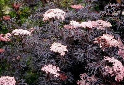 Sambucus nigra 'Black Lace', ® 10L, Vlier (= Eva)