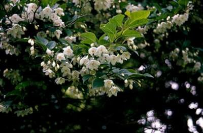 Styrax japonica, 80-100 10L, Japanse storaxboom