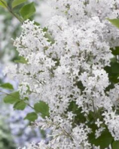 Syringa Flowerfesta 'White', 80-100 10L, Sering