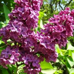 Syringa vulg. 'And. an Ludwig Späth', 50-60 10L, Sering