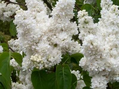 Syringa vulg. 'Mme Lemoine', 50-60 10L, Sering