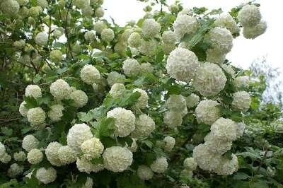 Viburnum opulus 'Roseum' 7.5L, gelderse roos