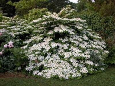 Viburnum plic. 'Mariesii', 40-50 5L, Sneeuwbal