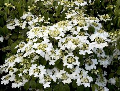 Viburnum plic. 'Summer Snowflake', 50-60 10L, Japanse sneeuwbal