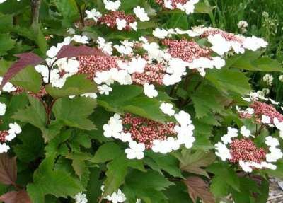 Viburnum sar. 'Onondaga', 80-100 10L