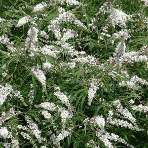 Vitex agnus-castus 'Albus' 10L, Monnikenpeper