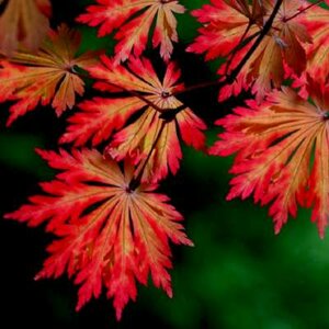 Acer japonicum 'Aconitifolium', 80-100 20L